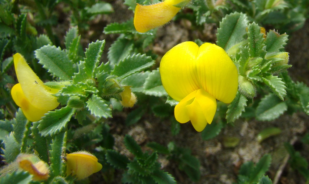 Ononis variegata / Ononide screziata
